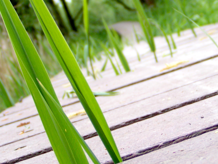 Grass