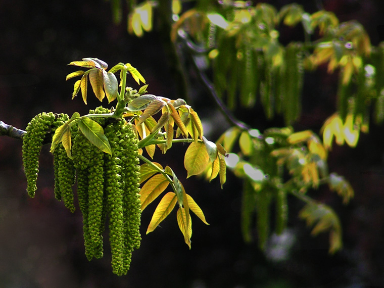 Walnut catkins