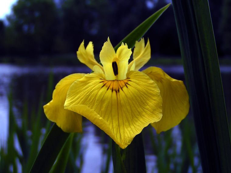 Yellow Flag (Iris pseudacorus)