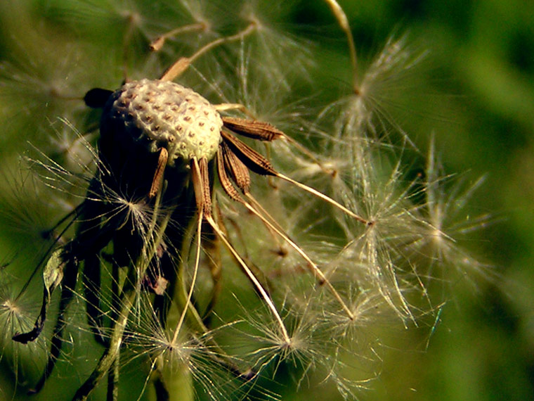 The Last of the Dandelions