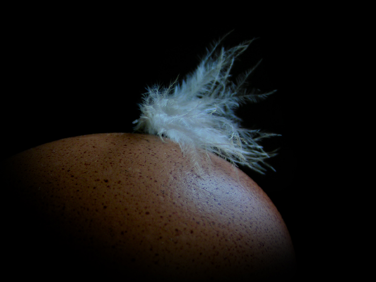 Down feather on egg