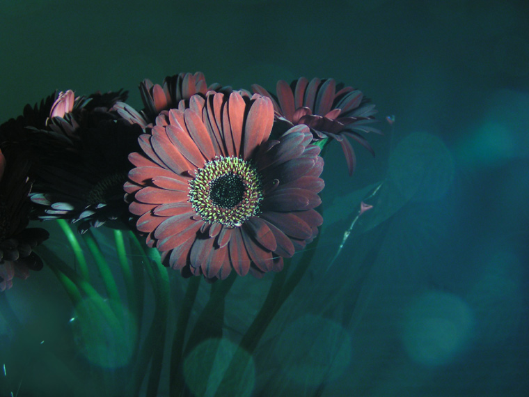 Lens flare flower