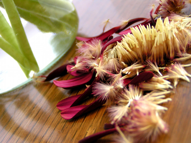 Gerbera petals