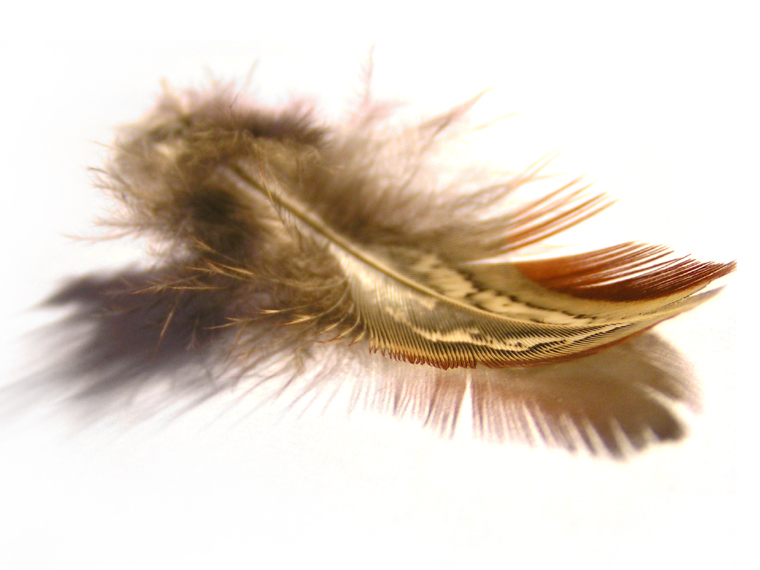 Feather 2
