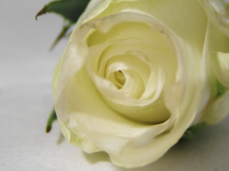 White rose