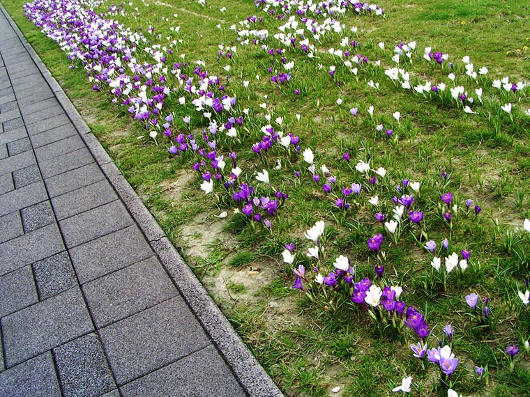 Crocuses