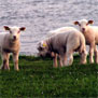 20090421