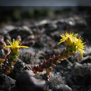 20091130