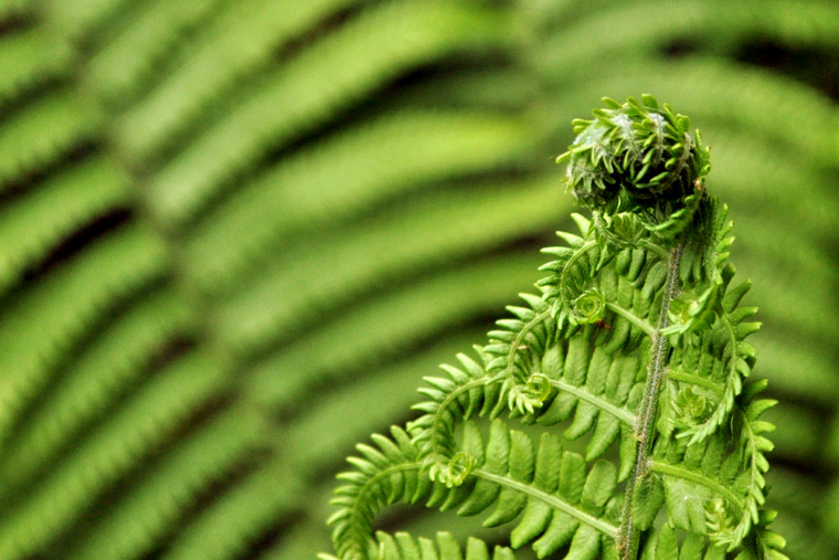 Fern