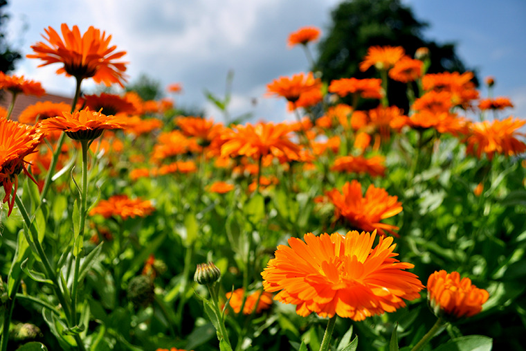 Marigold plural
