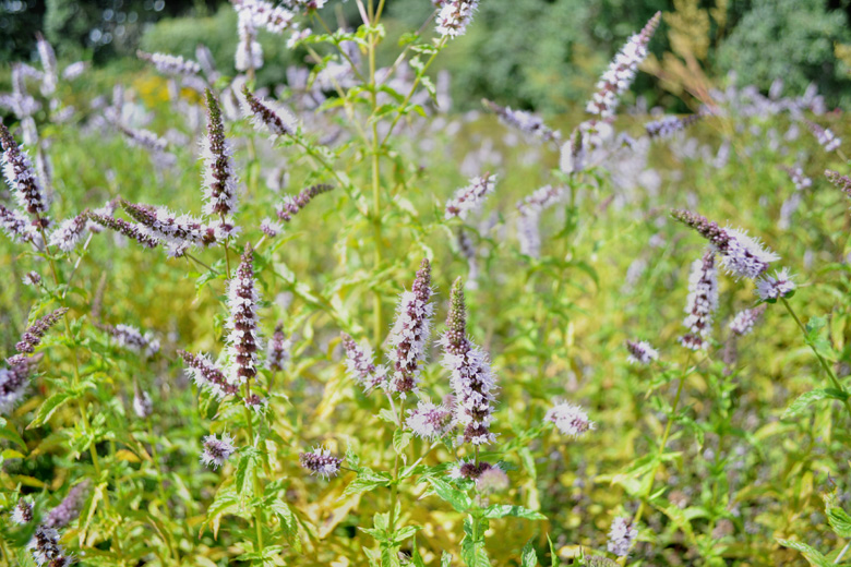 Norton Priory, Runcorn, UK