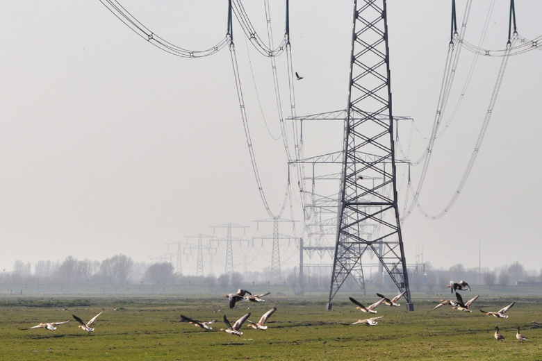 Geese, between Spijkenisse and Hellevoetsluis, NL