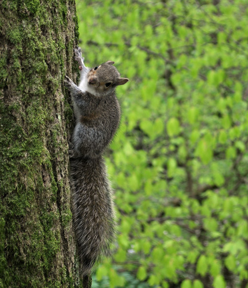 A squirrel on a tree, near Stock Ghyll Force, Ambleside, Cumbria, UK