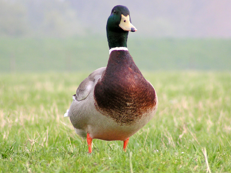 Mr Duck