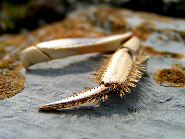 Crab leg